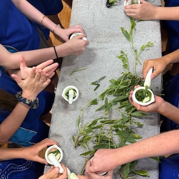 Children's hands gathered around a stone bench grinding fresh native leaves using white mortar and pestles in a bush soap-making activity,